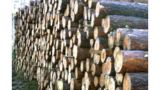 Baumstämme